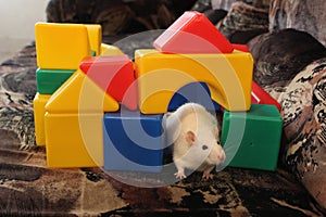 White rat and toys