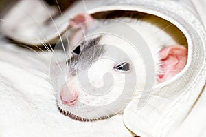 White rat under blanket