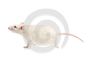 White rat on white background