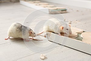 White rats gnawing baseboard. Pest control