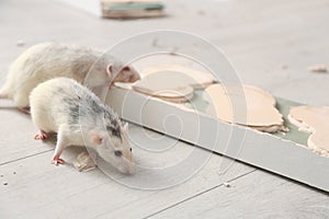 White rats gnawing baseboard. Pest control