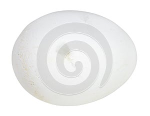 white raw chicken egg with adhering down isolated