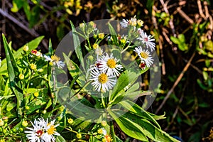 White ray florets with yellow disc florets Symphyotrichum