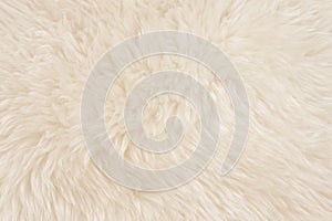 White real wool with beige top texture background. light cream natural sheep wool.  seamless plush cotton, texture of fluffy fur