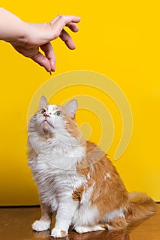 White-red 10-year-old cat looks at the treat in the owner`s hand