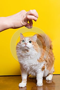 White-red 10-year-old cat looks at the treat in the owner`s hand