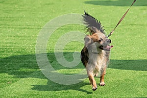 white with red adult Chihuahua dog standing on green grass portrait