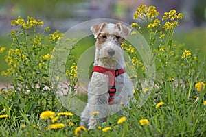 White with red airedale terrier