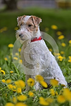 White with red airedale terrier