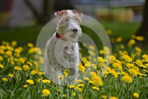 White with red airedale terrier