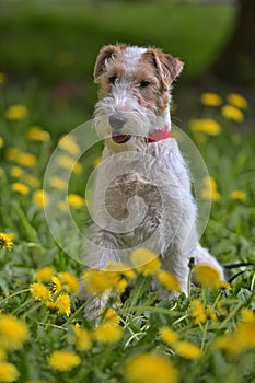 White with red airedale terrier among yellow