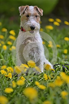 White with red airedale terrier among yellow