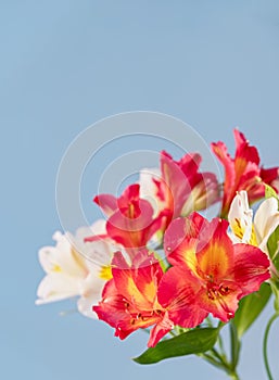 White and red alstroemerias on blue background. Natural floral background. Vertical crop. Copy space. Close up