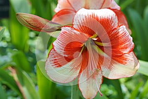 White and red amarillo flower photo