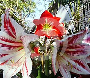 White and red Amaryllis flowers