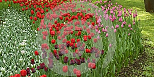 White, red, black and pink tulips