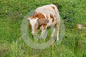 White-and-red calf on meadow