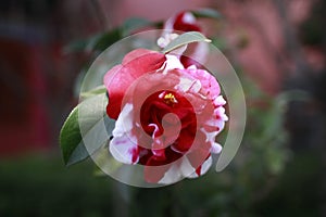 White and red camellia, japonica, in full bloom with blue sky background