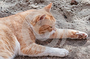 The white-red cat cautiously looks from left to right