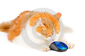 White and red cat and computer mouse