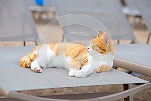 The white and red cat lies on the beach on a sun bed on the bank of the Mediterranean Sea, Turkey, Kemer