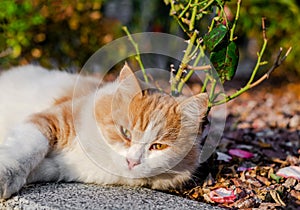 The white-red cat lies and looks into the camera