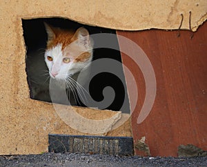 White-red cat looks out of the cat`s hole