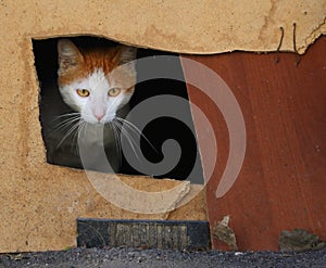 White-red cat looks out of the cat`s hole