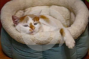 White and Red Cat Lying in Sleeping Place