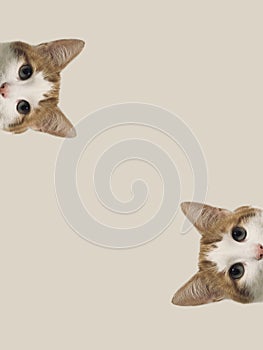 white and red cat peeks out from around the corner, animal emotions, on a beige background, pet concept. Space for text.