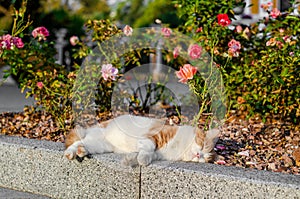 The white-red cat sleeps on the curb