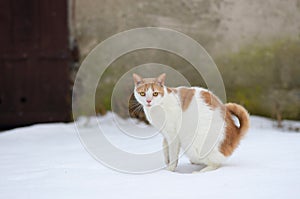 White-red cat standing on the snow.