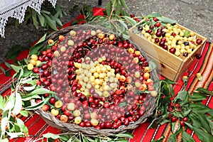 White and red cherries in wicker basket, cherry festival