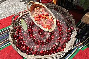 White and red cherries in wicker basket, cherry festival