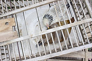 White and Red Chickens Sitting in Antique Wooden Chicken Crate on Homestead