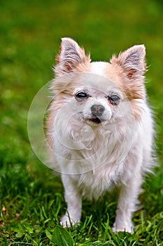 White with red chihuahua dog close-up portrait on green grass background