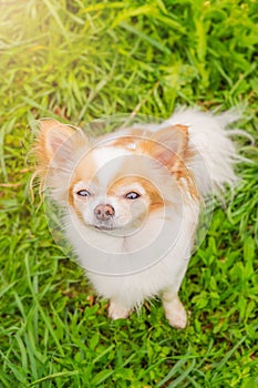 A white and red chihuahua dog is standing on the grass. Portrait of a small breed dog. An animal