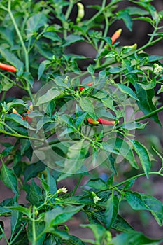 White and red chili fruit in the garden. Chili or white chilies on a farmer\'s plantation.