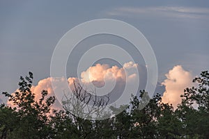 White & red clouds behind trees