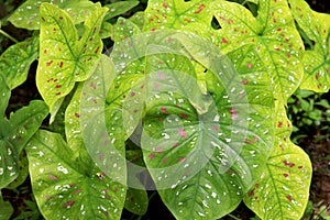 big green leaf - image