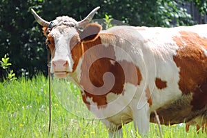 White red cow grazing in the field.