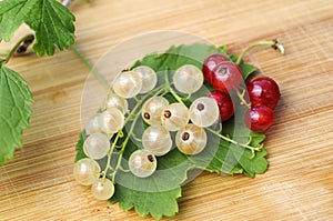White and red currant