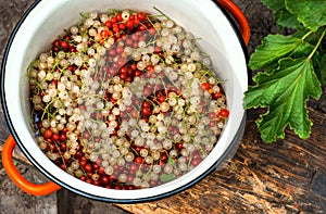 White and red currants.