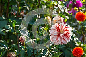 White red dahlia flower