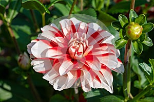 White-red dahlia flowers blossoming in garden