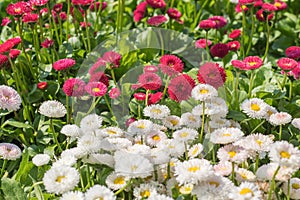 White and red daisy flowers blooming in the lawn during spring. Bellis perennis Pomponette English Daisy