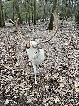 A white red deer at Wildpark Gangelt photo