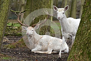 White red deer or white stag