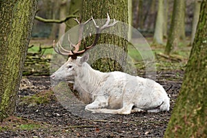 White red deer or white stag