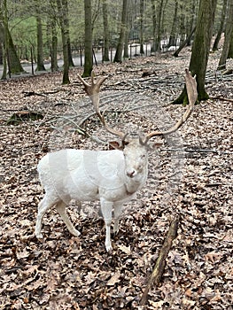 A white red deer in Wildpark Gangelt